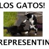 Los Gatos, from Malden MA