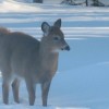 Rose Brown, from Wilmington VT