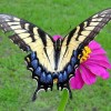 Butterfly Angel, from Slidell LA