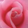 carol rose