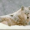 Snow Wolf, from Anderson IN