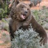 Randy Bear, from Butte MT