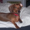 Bailey Wiener, from Denton TX