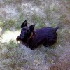 Mud Puppy, from Richmond VA