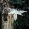 Flying Squirrel, from Graham NC