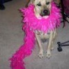 Luna Puppy, from Bullhead City AZ