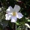 Cherokee Rose, from Warner Robins GA