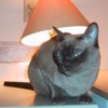 Tika Cat, from Vancouver BC