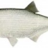 Shad Fish, from Meredosia IL