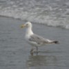 Tony Caloggero, from Nahant MA