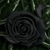 Black Flower, from Pueblo CO