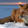 sandy fox