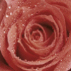 rosaline burkholder
