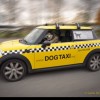 dog taxi