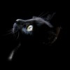 Black Cat, from Calgary AB