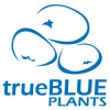 True Plants, from Hudson FL