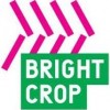 Bright Crop, from Bright IN