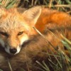 calvin fox