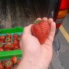 Farmer Joe, from Woodburn OR