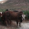 Jim Estill, from Gerlach NV