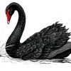 Black Swan, from Eden NC