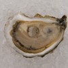 Island Oysters, from Duxbury MA