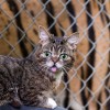 Lil Bub, from Bloomington IN