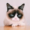 Grumpy Cat, from Morristown AZ